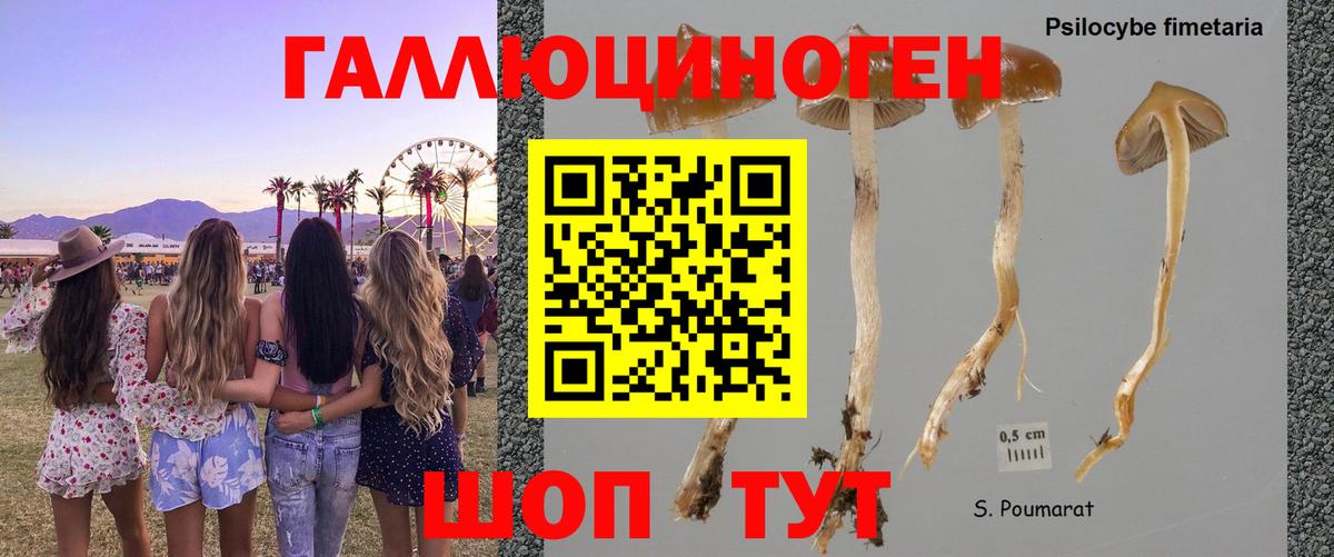 Псилоцибиновые грибы Psilocybe Сафоново